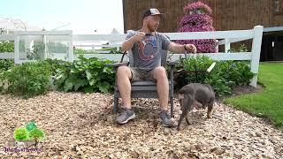 Mini Olde English Bulldog Temperament
