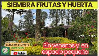 SEMBRAR EN CASA FRUTAS Y HUERTA, SEGURIDAD ALIMENTARIA ¿Cómo tener alimentos sanos todos los días?