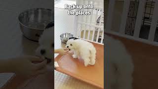 Teaching a Puppy to Go Up & Down Stairs