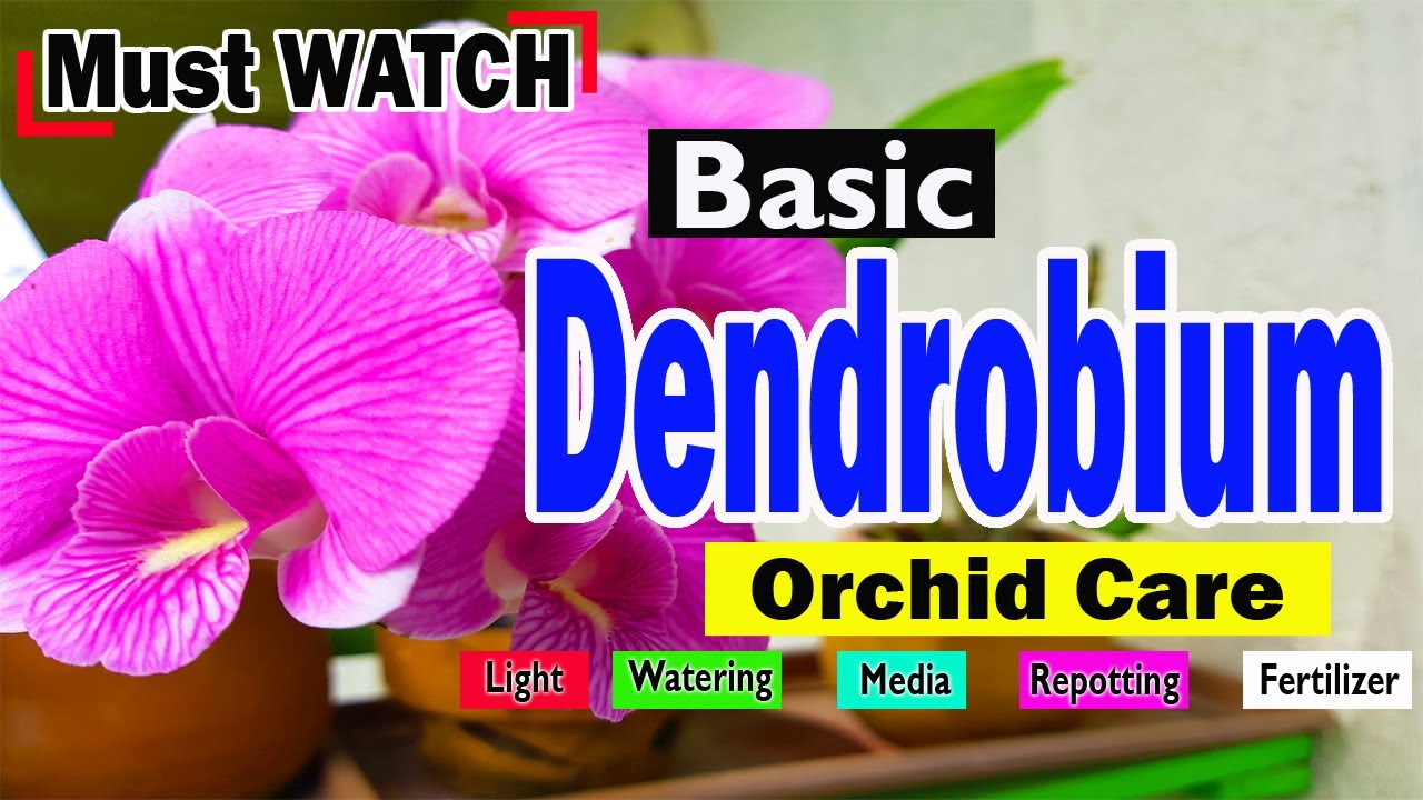 DENDROBIUM ORCHID CARE | Repotting Dendrobium | Type of Media