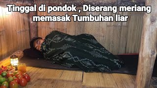 Download Lagu 2 HARI TINGGAL DI PONDOK TERKAPAR MERIANG - MEMASAK TUMBUHAN LIAR DI HUTAN UNTUK DIMAKAN MP3