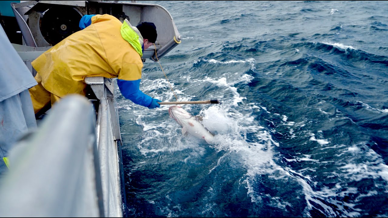 Linefiske -  Holmen & Robertsen.