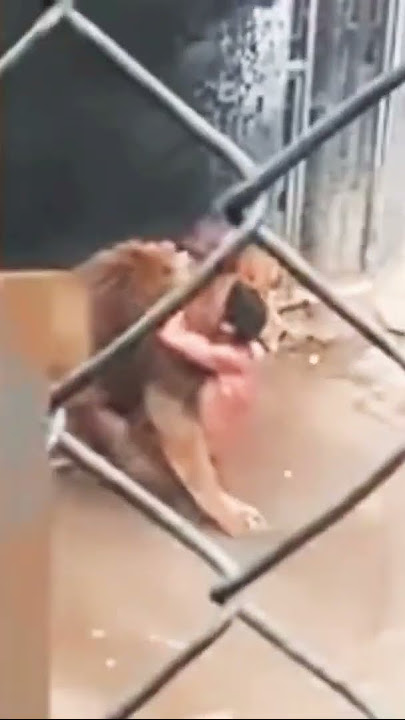 sungguh pili singa makan manusia