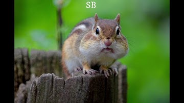 Chipmunks and Squirrels| SB Explains