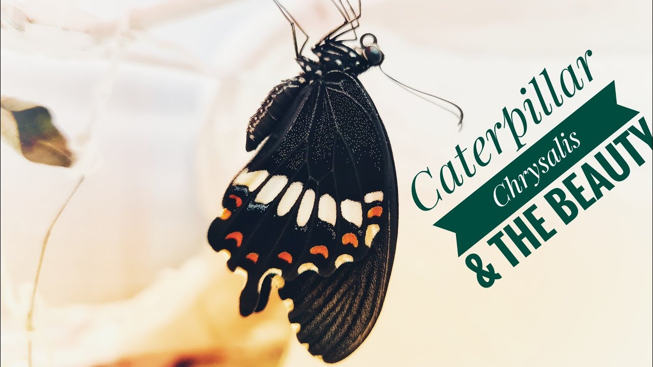 Lifecycle Of A Butterfly | Caterpillar, Chrysalis & THE BEAUTY