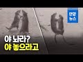 쥐 두 마리, 영상 찍든지 말든지 '뉴욕 혈투' / 연합뉴스 (Yonhapnews)