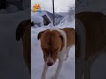 Hasta olmuş 😢❄️👀#music #trend #keşfet #pitbull #viral #köpek #animals #pets #shortsviral