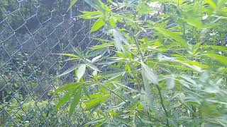 Twizted Roots 20/20 grow big or go home challenge