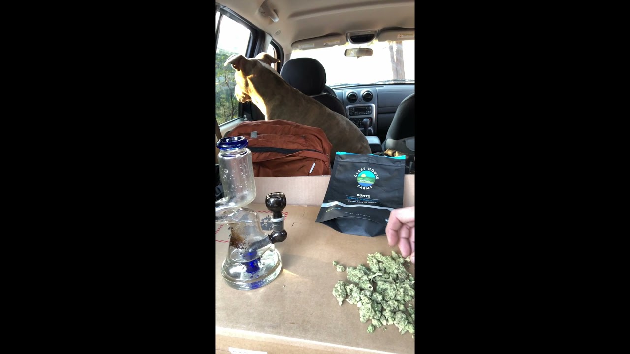 Canna Review Ep7 Runtz Smalls by Glasshouse farms