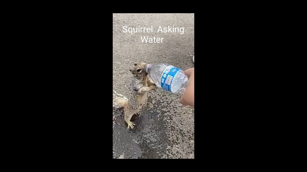 Squirrel asking water to drink 😎😎 😎😎 🐿🐿🐿🐿 - YouTube