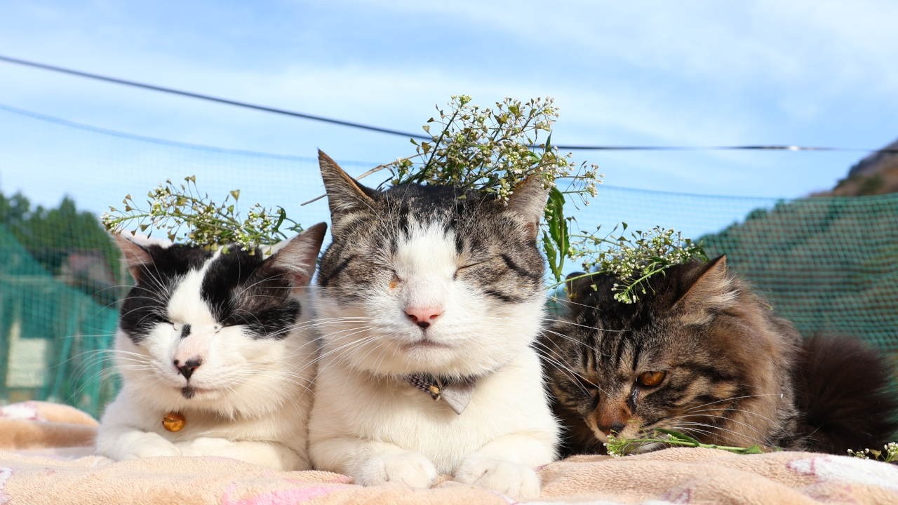 なずな のせ猫 260518 - YouTube