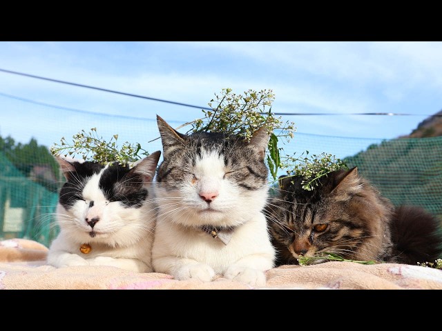 なずな のせ猫 260518 - YouTube