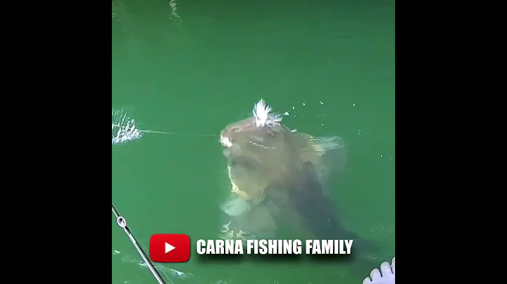 😱 Fishing a Giant Fish 🎣 #fishing #fish #silure