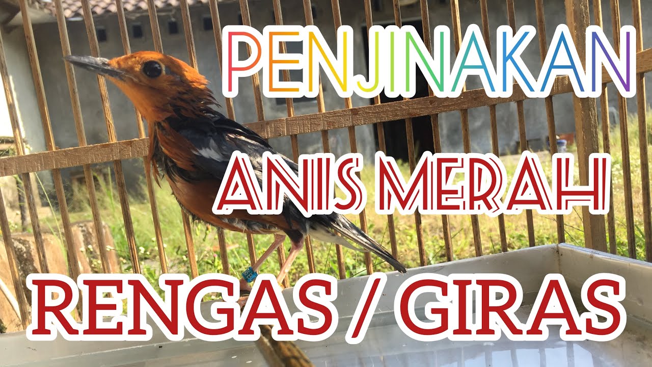 Penjinakan Anis Merah 