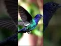 The only hummingbird species found in Jamaica is known as “The doctor bird” #shorts #Jamaica #bird