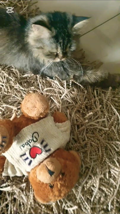 Cat 🐈 😻 #cat 🐈 😻 ♥