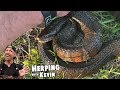 Herping with Kevin #2  - Water Snakes in New Hampshire!