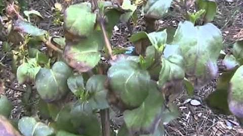 Pruning Fuchsia Standards