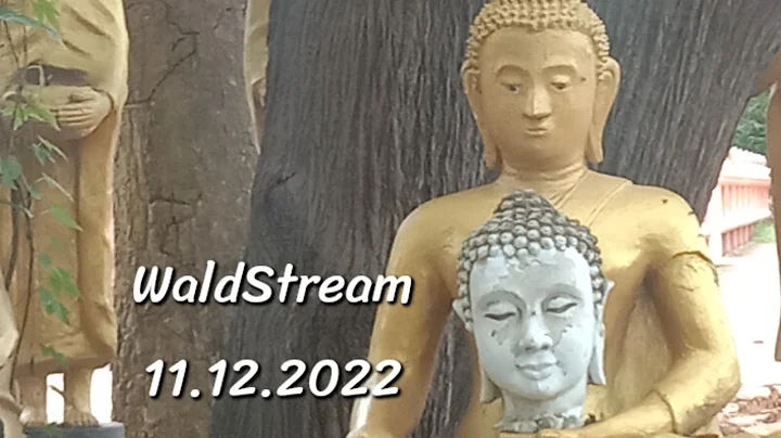 WaldStream 11.12.2022