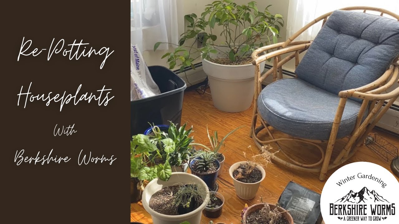 Re-Potting Houseplants