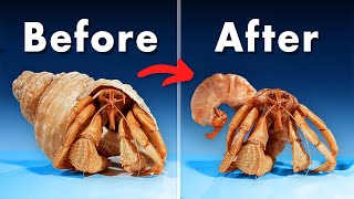 What's Inside a Hermit Crab Shell? screenshot 5
