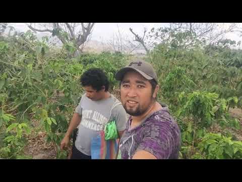 Vídeo: Amanida De Mar Amb Tomàquets Cherry