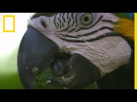 La vie sauvage des perroquets aras