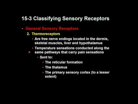 Sensory Pathway and