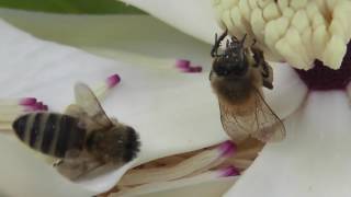 Wasps or Bees tutorial
