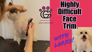 Highly Difficult Face Trim - Larry is 15 and hates grooming.  Ok, let's get thru this together! 💖 by Gina's Grooming 547 views 9 months ago 1 minute, 53 seconds