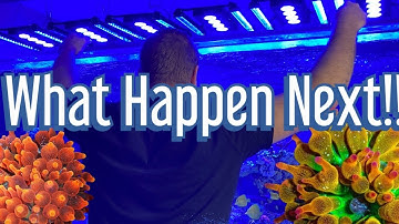 LOOK WHAT JUST HAPPEN!!!!! Rose Bubble Tip Anemone gone wrong