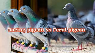 what's the difference between Racing pigeon and Feral pigeon ?