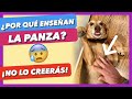 5 RAZONES por las que TU PERRO ENSEÑA el VIENTRE 🤯 ► ¿POR QUÉ se ponen PANZA ARRIBA?