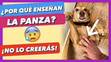 ¿Qué significa que un perro te enseñe la barriga?