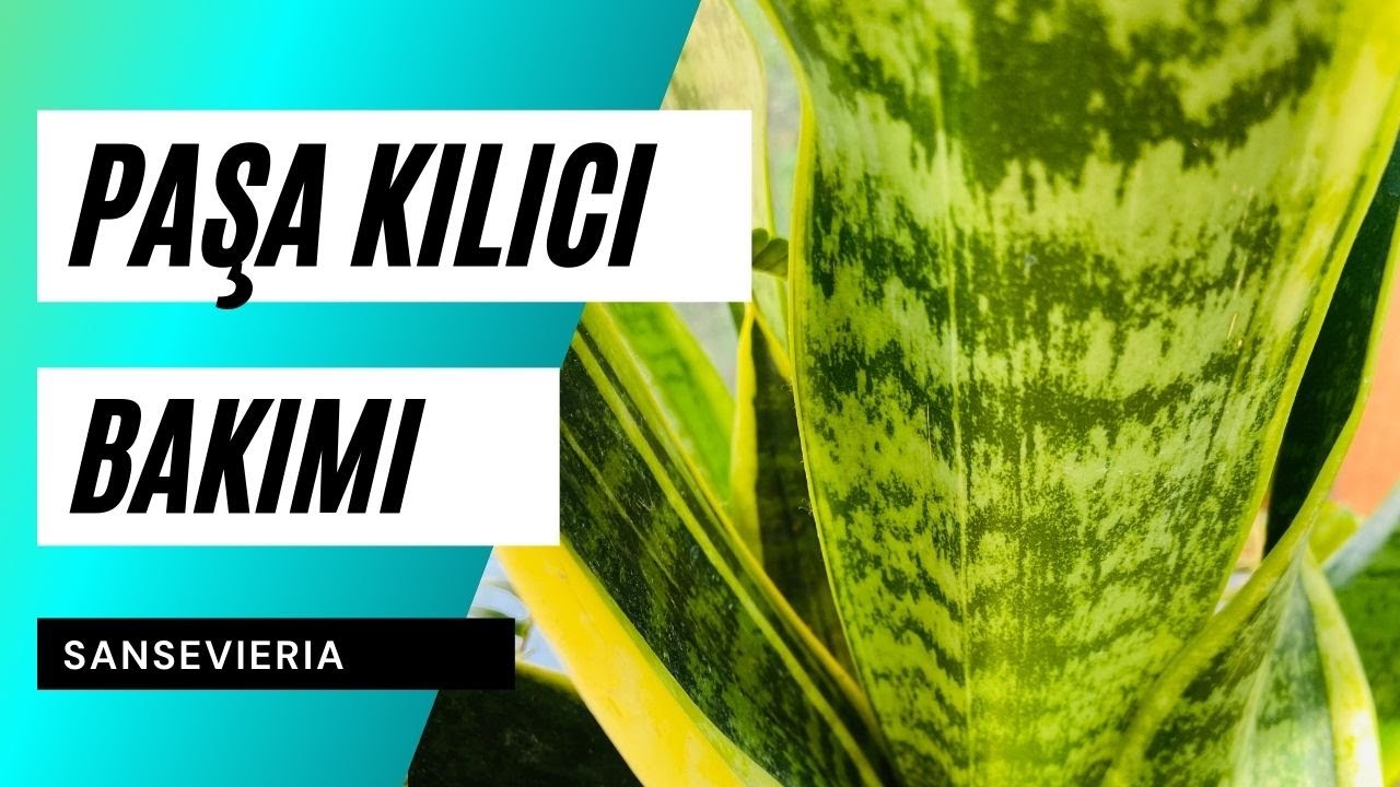 Sansevieria - Paşa Kılıcı Bakımı Nasıl Yapılır?