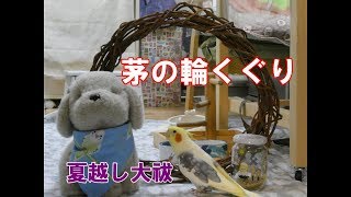 夏越しの大祓・オカメも茅の輪くぐり♪　オカメインコ桃太郎