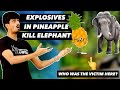 Elephant Dies In Kerala | What About Plants? | Lecture on Veganism