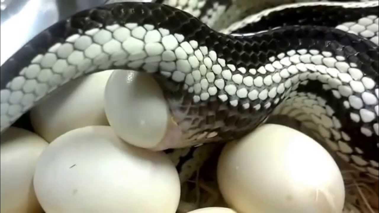 Яйцеживорождение у пресмыкающихся