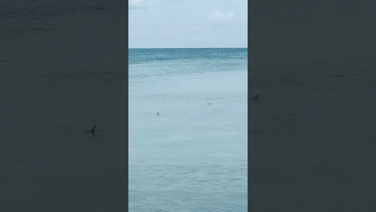Fly Fishing For Very Spooky, Tailing Permit in Xcalak, Mexico 