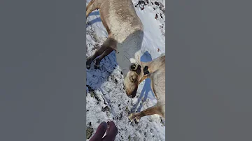 Северные олени