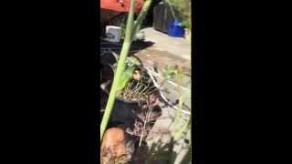 Tickling Will The Pupa