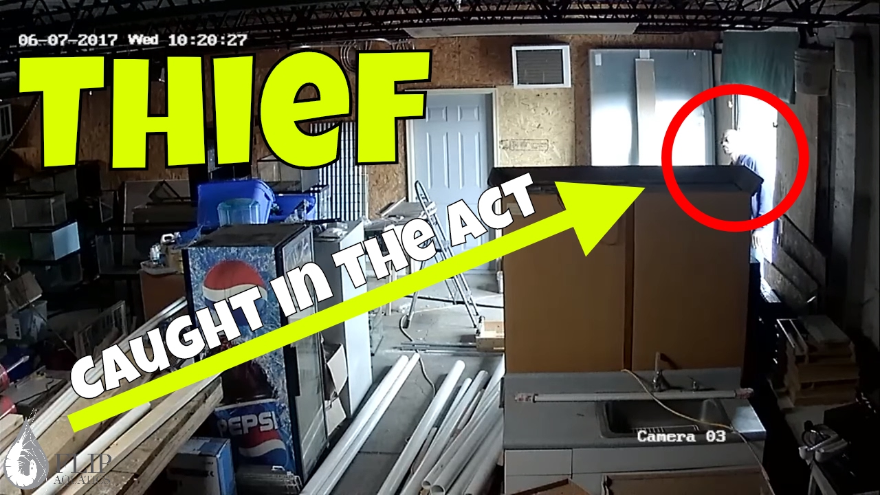 dwarf shrimp compatibility chart Robbed by a Thief - $700 Worth of Tools for the New Shrimp Room