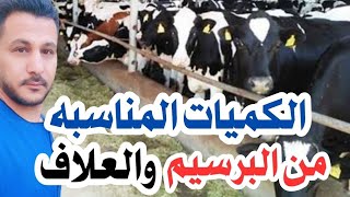 أسرار استخدام البرسبم والاعلاف لعجول التسمين Alfalfa for fattening calves