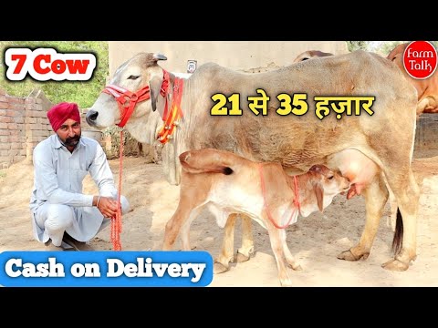 पैसे गाय घर आने पर देना 🎉 7 Cow 21 से 35 हज़ार में 👌 Cash on Delivery ...