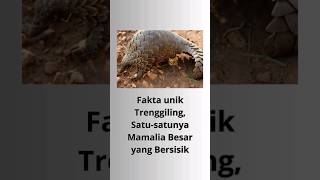 fakta unik trenggiling #animals #feedshorts #shorts #youtubeshorts