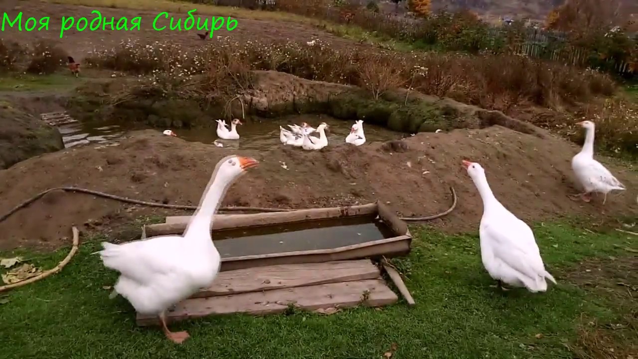 Гусак Гошка гоняет инкубаторских гусей! - YouTube Гусак