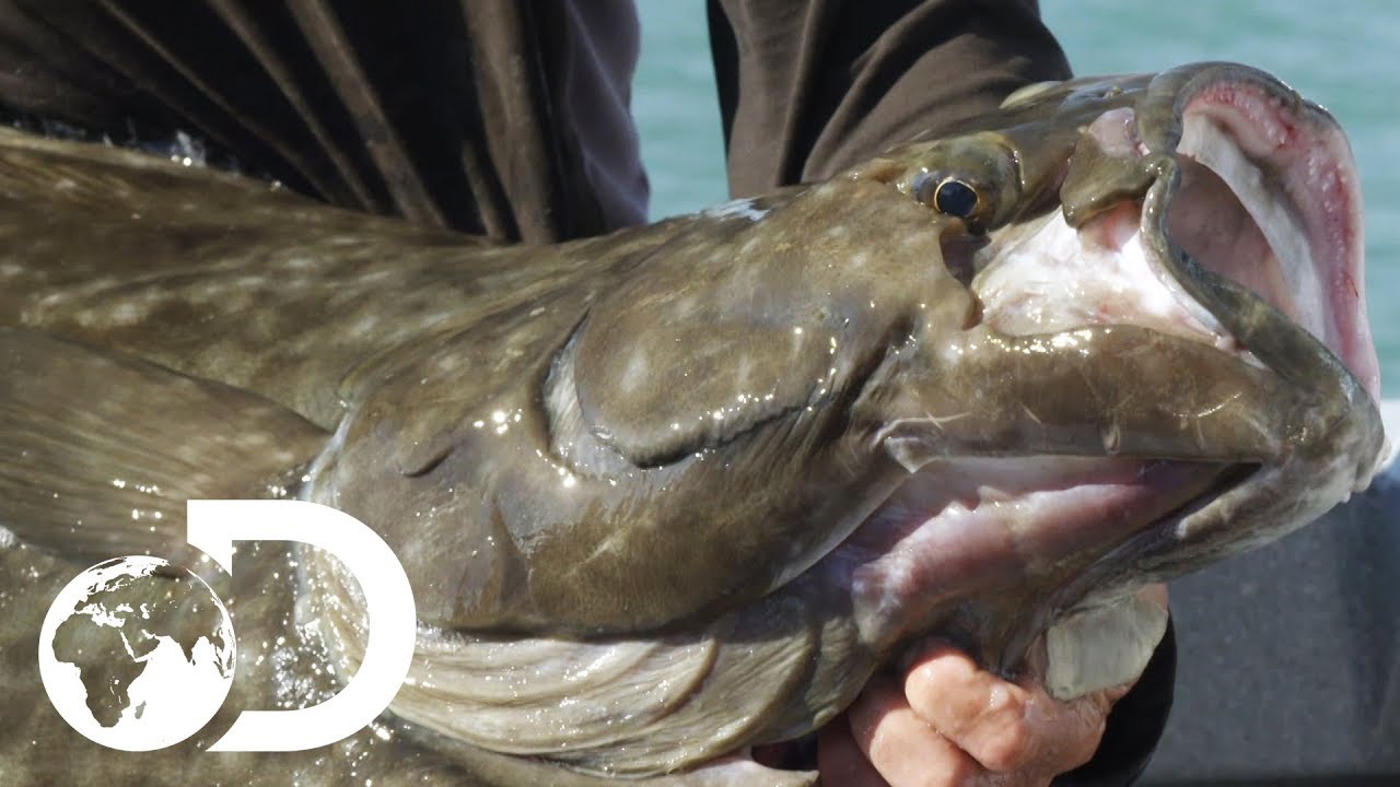 Jeremy Wade Catches Massive Halibut In Alaska | Jeremy Wade's Dark Waters