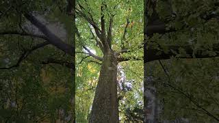 &quot;К дереву&quot;, - Светлана Соценко. #общество #сплошьирядом #природа_на_чужині