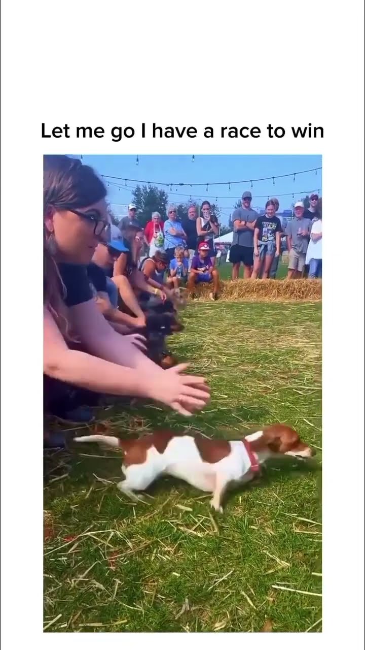 Doggyo like let me go hooman that prvnci on I got things to do