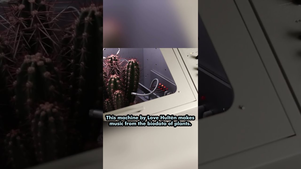 HEAR A Cactus With This Machine